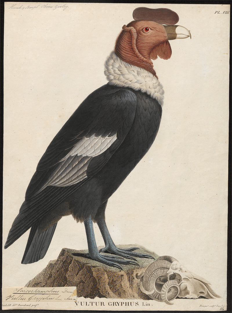 Sarcoramphus gryphus - 1805-1811 - Print - Iconographia Zoologica - Special Collections University of Amsterdam - UBA01 IZ18100001.jpg