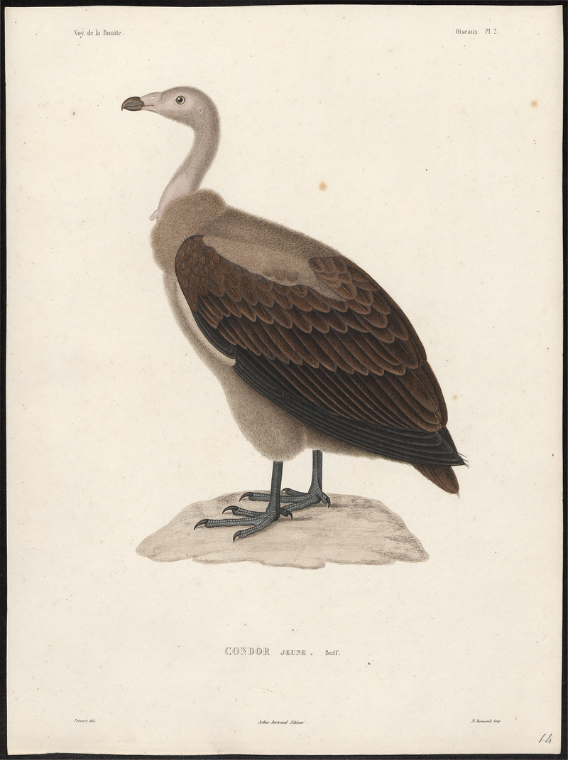 Sarcoramphus gryphus - 1841-1852 - Print - Iconographia Zoologica - Special Collections University of Amsterdam - UBA01 IZ18100097.jpg