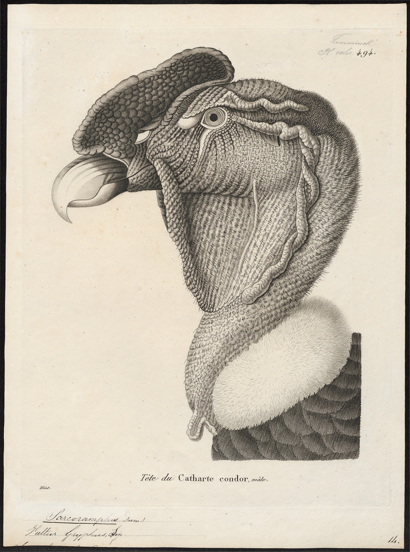 Sarcoramphus gryphus - kop - 1700-1880 - Print - Iconographia Zoologica - Special Collections University of Amsterdam - UBA01 IZ18100101.jpg
