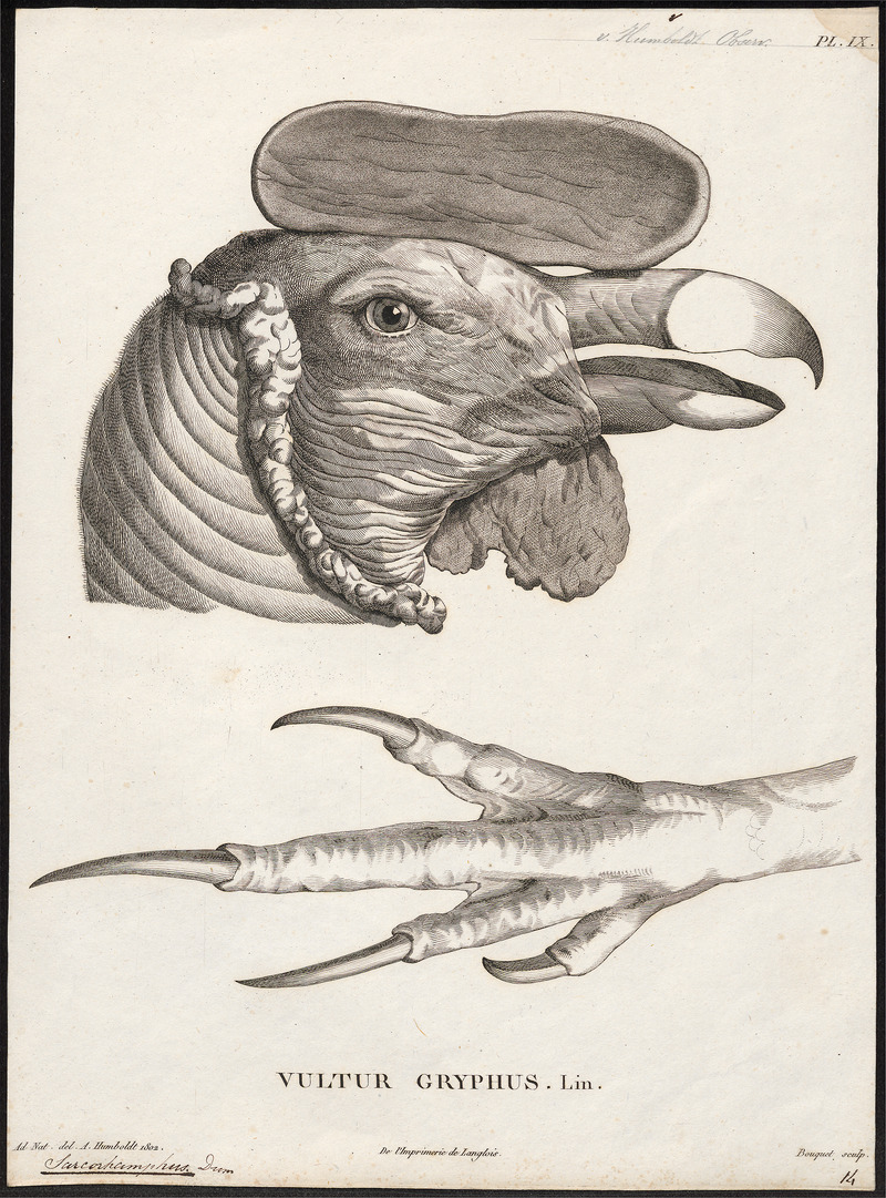 Sarcoramphus gryphus - kop en poot - 1802 - Print - Iconographia Zoologica - Special Collections University of Amsterdam - UBA01 IZ18100093.jpg