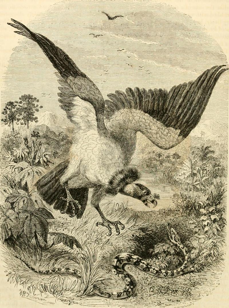 Cassell's natural history (1854) (14563679880).jpg