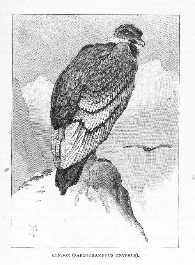 FMIB 47281 Condor (Sarcorhamphus gryphus).jpeg