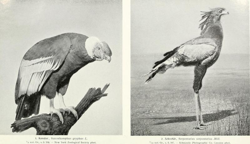 Die Vogel (1913) (14728663656).jpg
