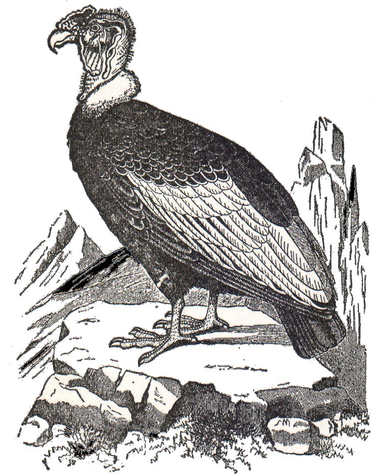 NSRW Vultur gryphus.jpg