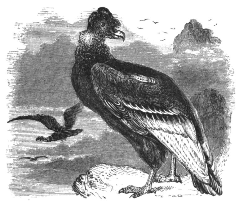 Natural History, Birds - Condor.jpg