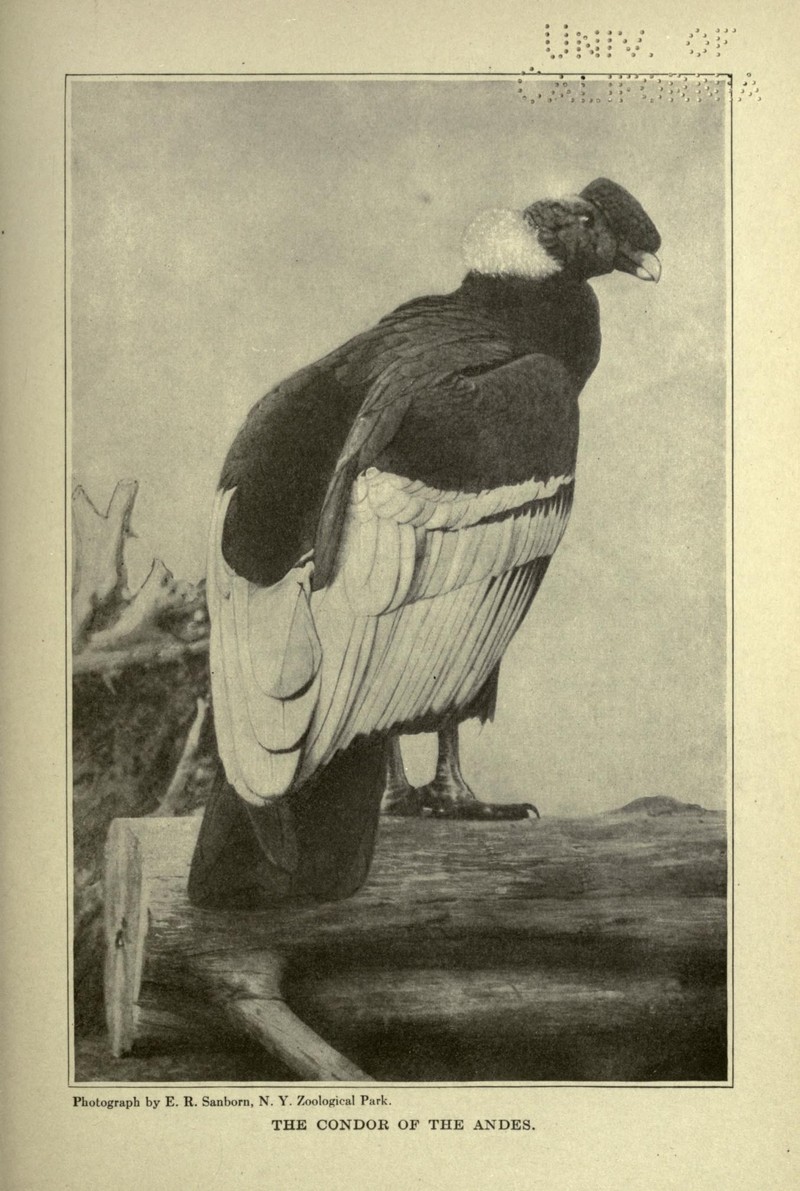 The American natural history (Plate) (6810163244).jpg