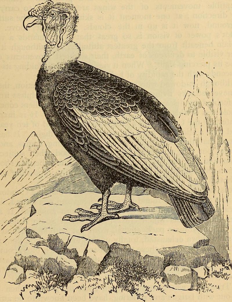 Reptiles and birds. A popular account of the various orders; with a description of the habits and economy of the most interesting. (1873) (14769625353).jpg