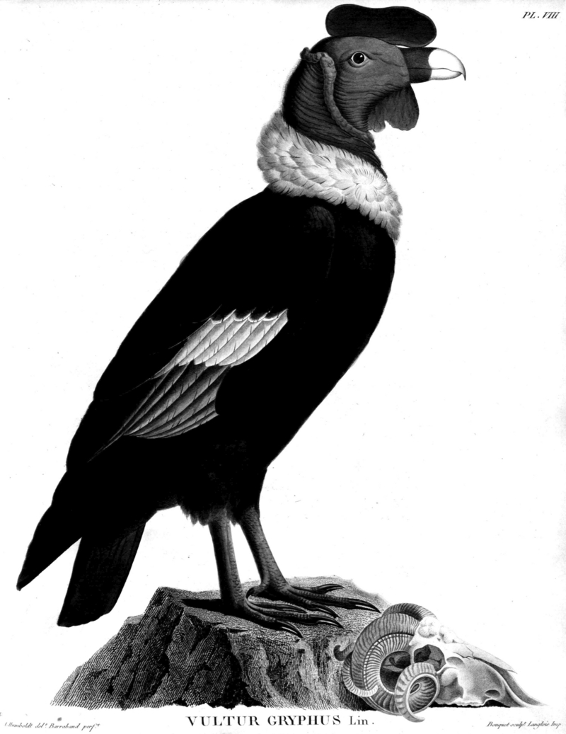 Vultur-gryphus-Humboldt-Zoologie-T08p168.png