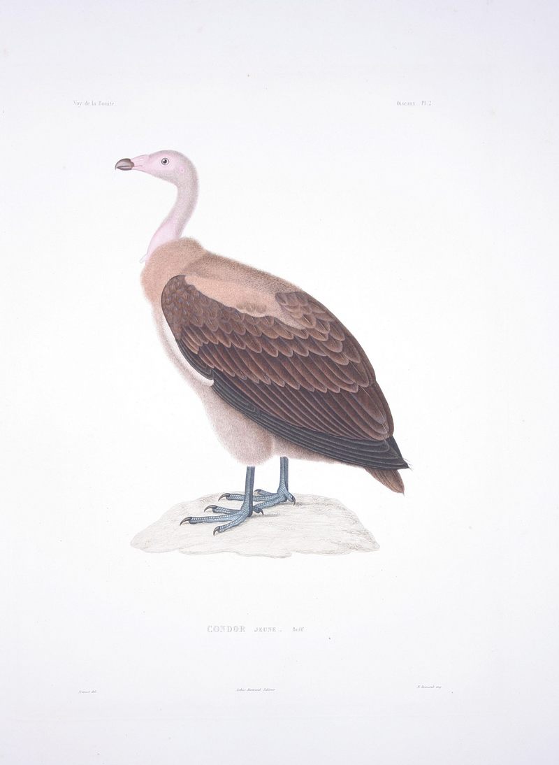 Vultur gryphus - Bonite-oiseaux-pl02.jpg