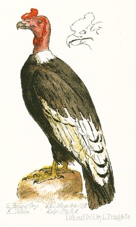 Vintage Vulture Drawing.jpg