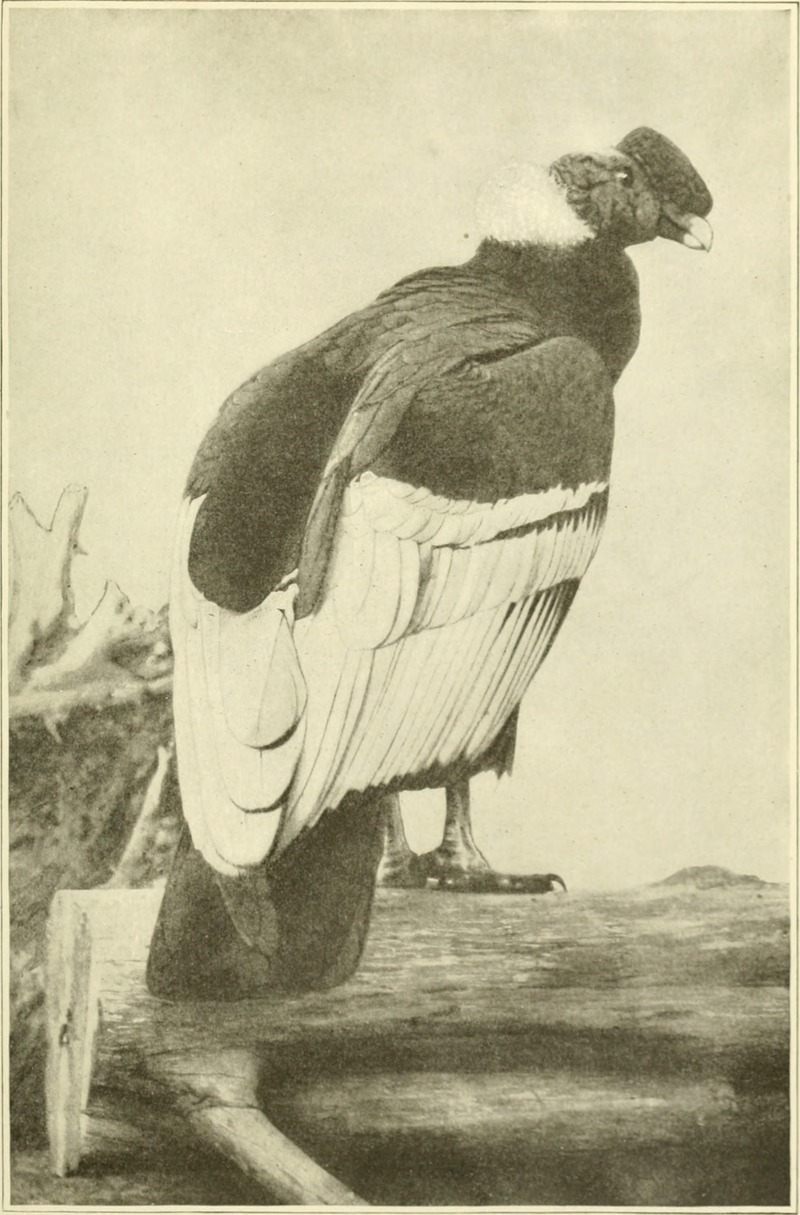 The American natural history - a foundation of useful knowledge of the higher animals of North America (1914) (17539053583).jpg