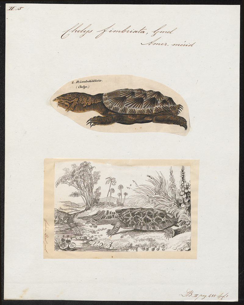 Chelys fimbriata - 1700-1880 - Print - Iconographia Zoologica - Special Collections University of Amsterdam - UBA01 IZ11600149.jpg