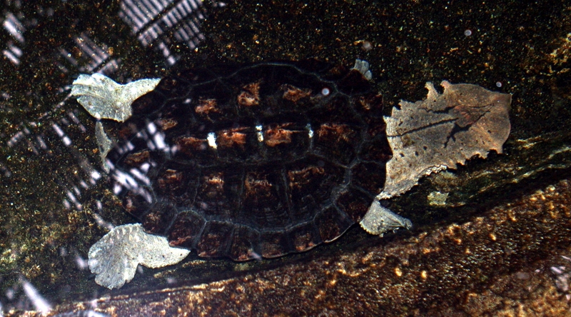 Turtle33.jpg