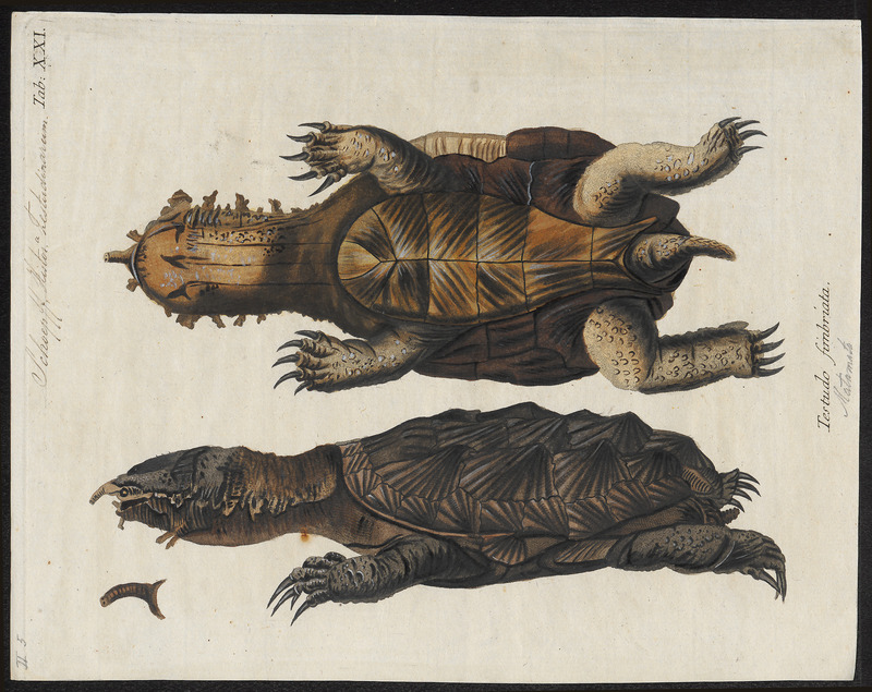 Testudo fimbriata - 1700-1880 - Print - Iconographia Zoologica - Special Collections University of Amsterdam - UBA01 IZ11600151.jpg
