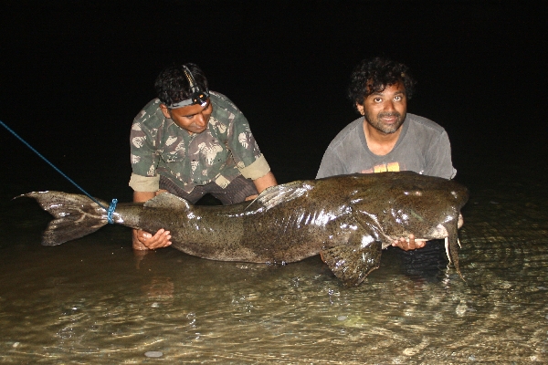 Bagarius yarrelli India - giant devil catfish, goonch catfish (Bagarius yarrelli).png