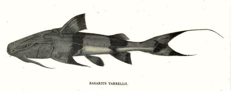 Bagarius Yarrellii.jpg