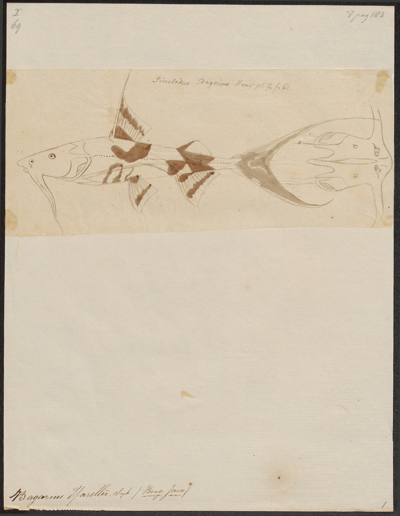 Bagarius yarrellii - 1700-1880 - Print - Iconographia Zoologica - Special Collections University of Amsterdam - UBA01 IZ14600121.jpg