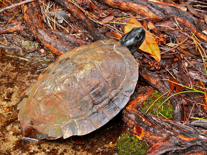 Spiny Turtle (Heosemys spinosa).jpg