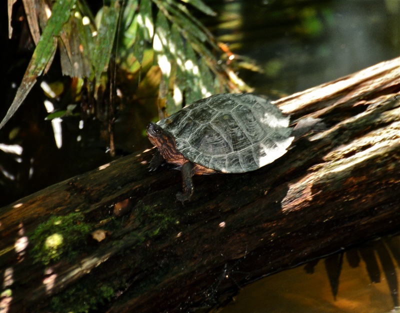 Spiny Turtle (Heosemys spinosa) (7783322772).jpg
