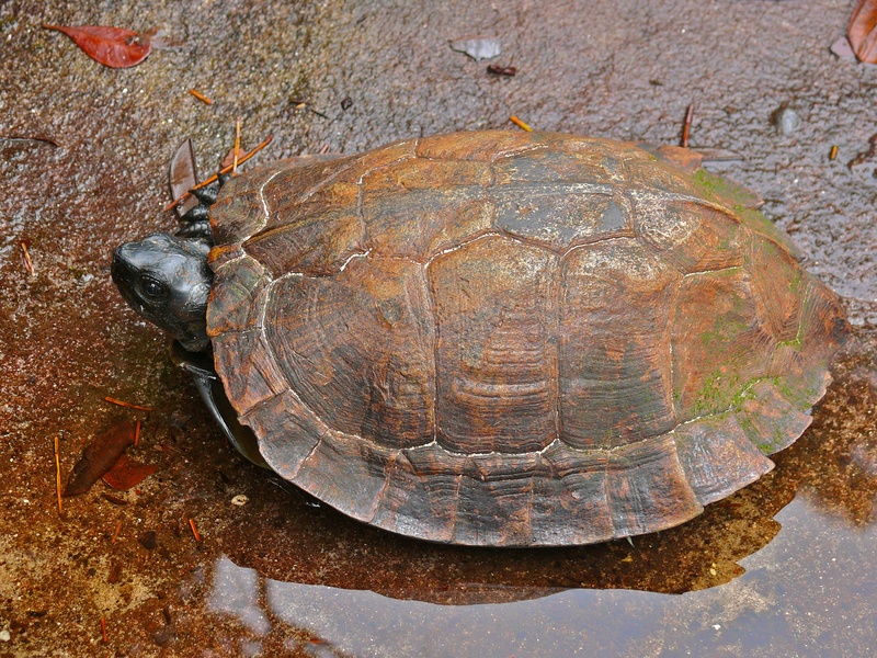 Spiny Turtle (Heosemys spinosa) (6707223935).jpg