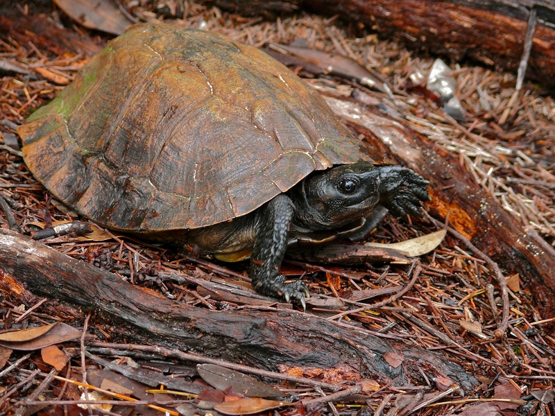 Spiny Turtle (Heosemys spinosa) (6707257639).jpg