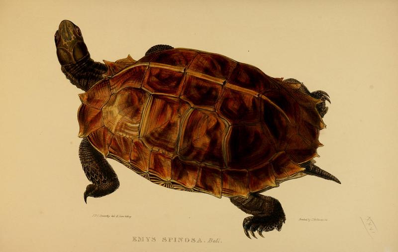 Tortoises, terrapins, and turtles (Plate XXVI) (5733925547).jpg