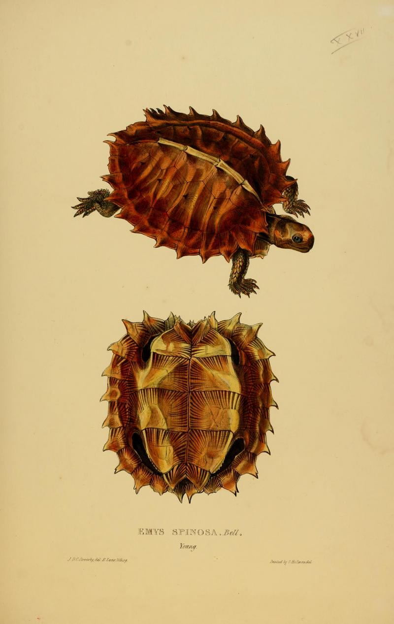Tortoises, terrapins, and turtles (Plate XXVII) BHL2948321.jpg