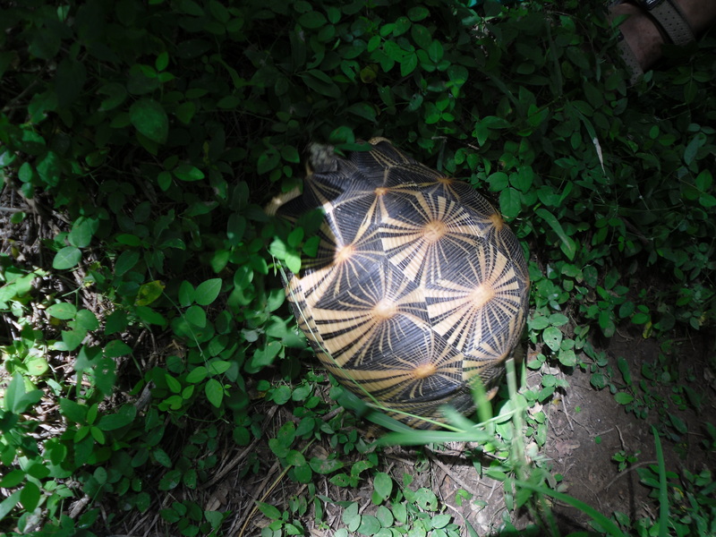 Geochelone radiata Beza Mahafaly - radiated tortoise (Astrochelys radiata).JPG