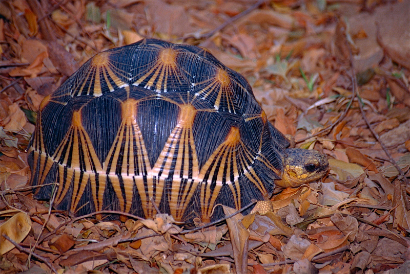 Radiated Tortoise (Astrochelys radiata) (10292092024).jpg