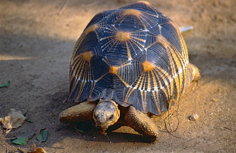 Radiated Tortoise (Astrochelys radiata) (9583610710).jpg