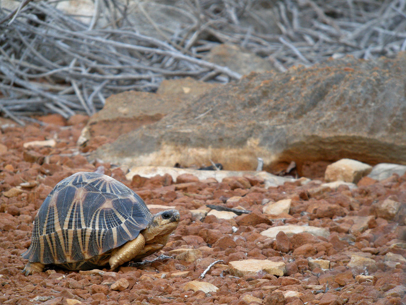 Radiated Tortoise, Tsimanampetsotsa, Madagascar (4309678996).jpg