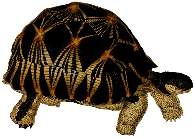 Tortoises, terrapins, and turtles (Plate III) white background.jpg