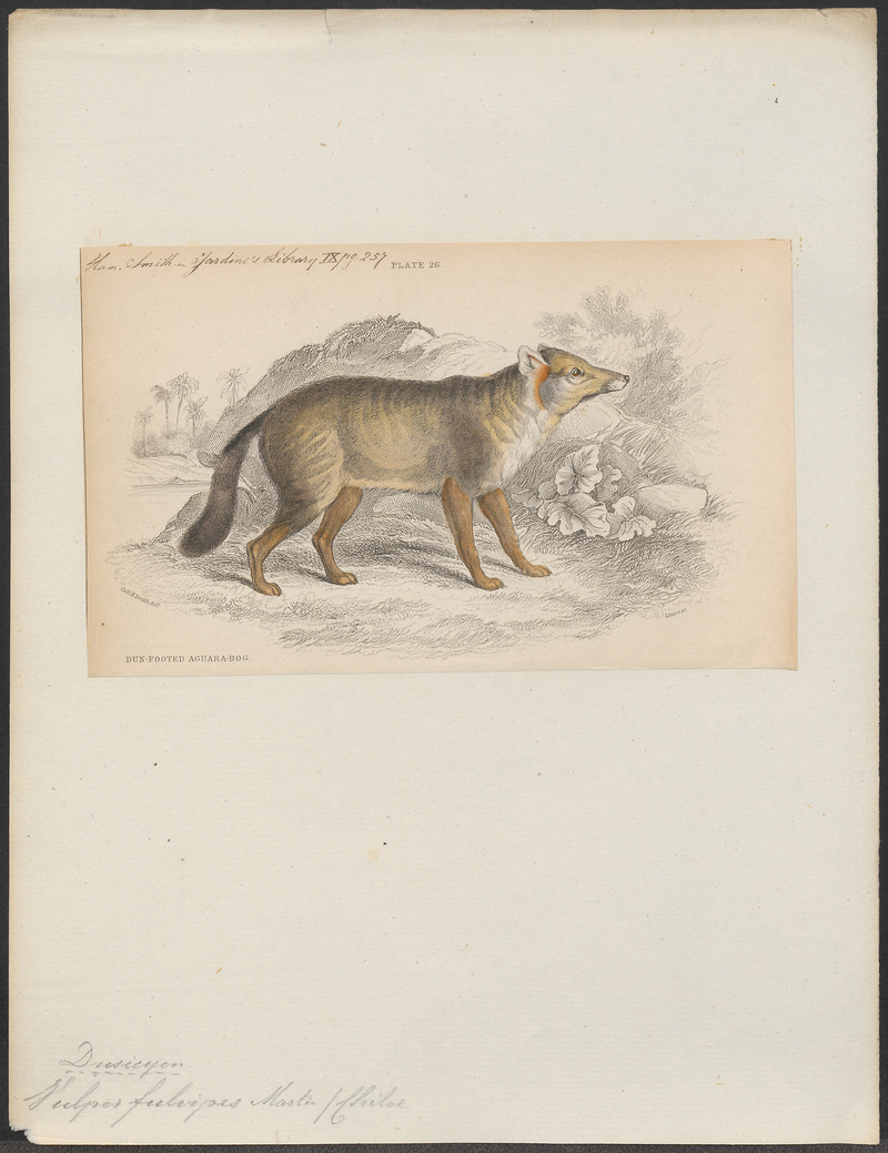 Vulpes fulvipes - 1833-1866 - Print - Iconographia Zoologica - Special Collections University of Amsterdam - UBA01 IZ22200317.jpg