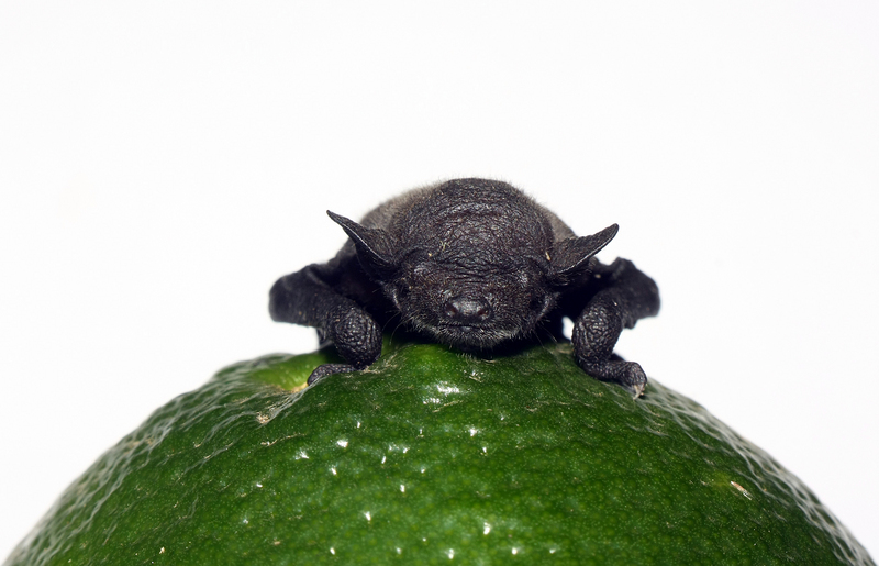 Newborn bat (Cynopterus brachyotis).JPG