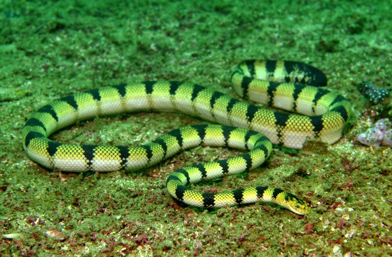 16130796437 - yellow sea snake (Hydrophis spiralis).jpg