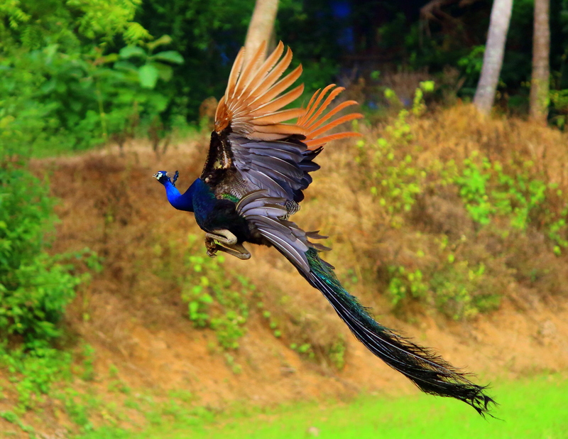 Flying Beauty Peacock - Indian peacok - blue peafowl (Pavo cristatus).JPG