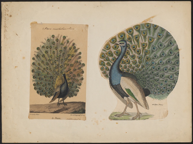 Pavo cristatus - 1700-1880 - Print - Iconographia Zoologica - Special Collections University of Amsterdam - UBA01 IZ16900207.jpg