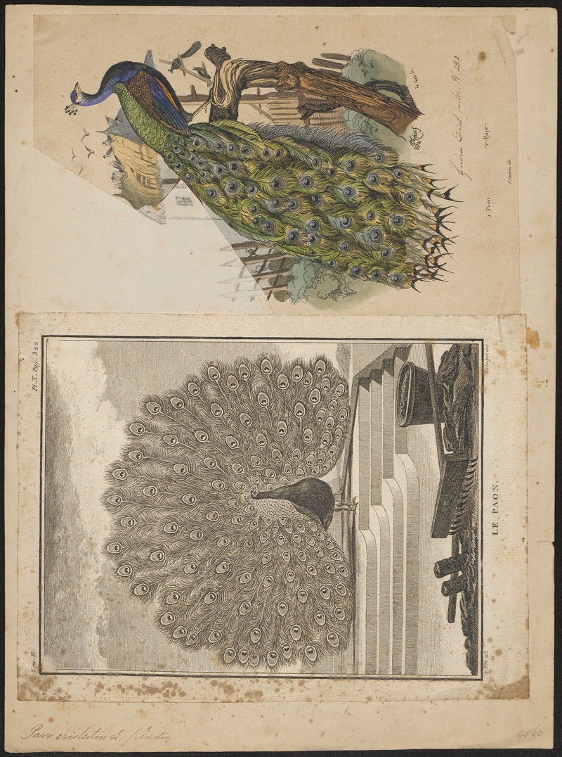 Pavo cristatus - 1700-1880 - Print - Iconographia Zoologica - Special Collections University of Amsterdam - UBA01 IZ16900209.jpg