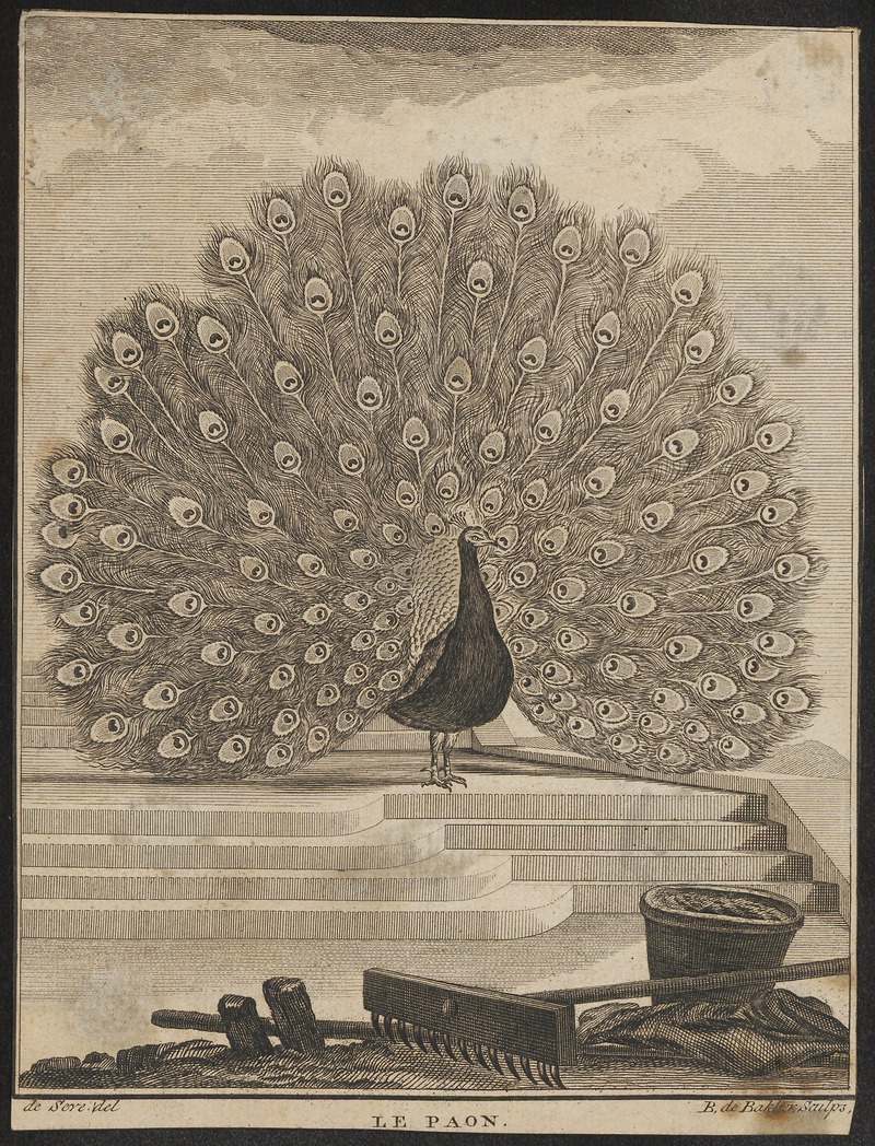 Pavo cristatus - 1700-1880 - Print - Iconographia Zoologica - Special Collections University of Amsterdam - UBA01 IZ16900211.jpg
