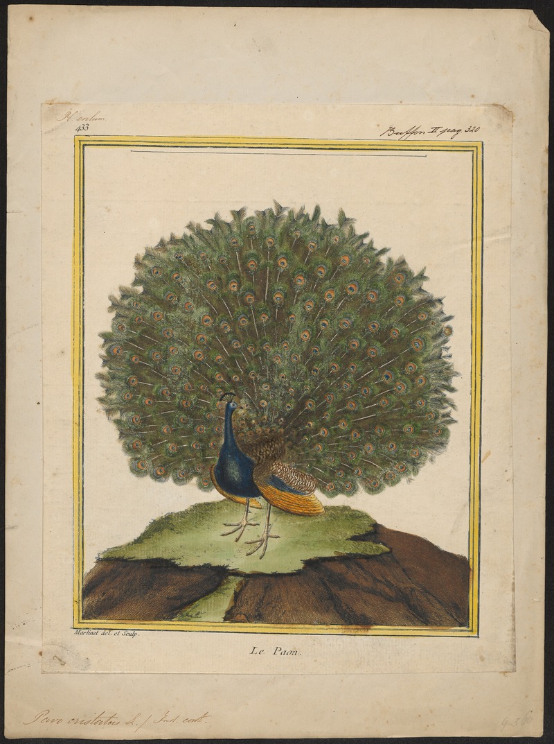 Pavo cristatus - 1700-1880 - Print - Iconographia Zoologica - Special Collections University of Amsterdam - UBA01 IZ16900213.jpg