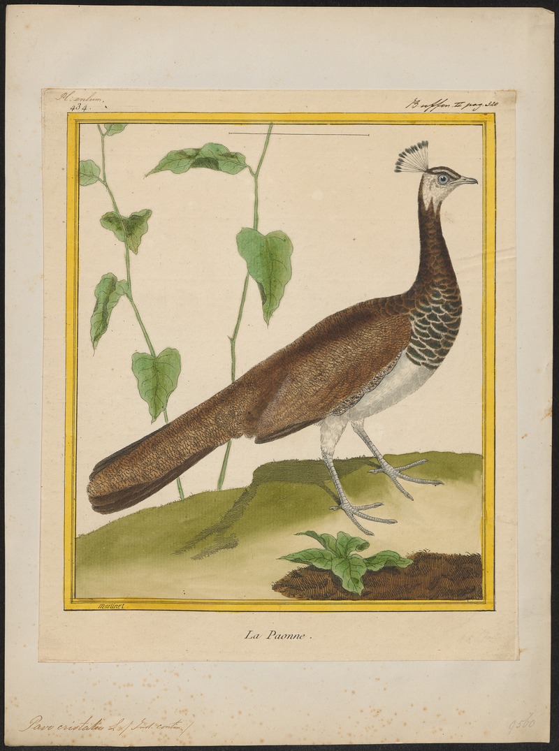 Pavo cristatus - 1700-1880 - Print - Iconographia Zoologica - Special Collections University of Amsterdam - UBA01 IZ16900215.jpg