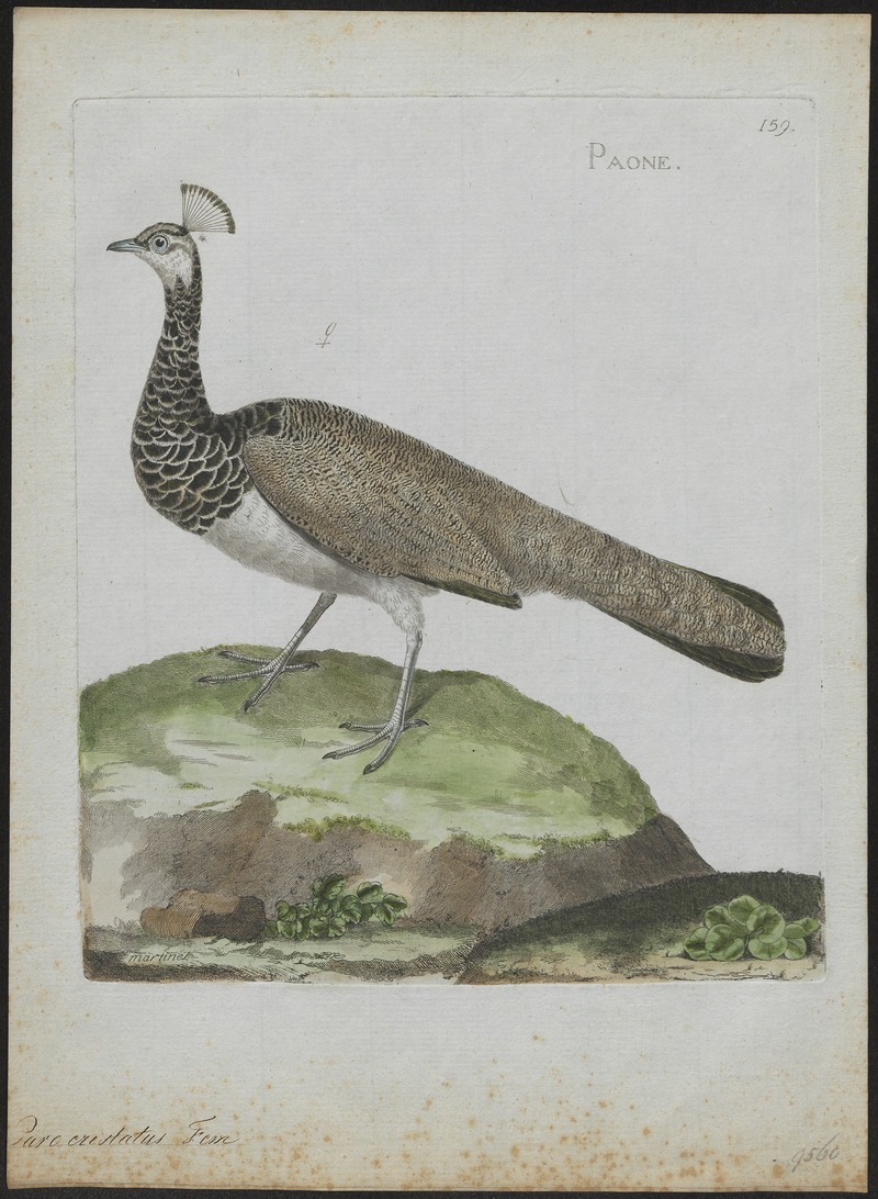 Pavo cristatus - 1790-1796 - Print - Iconographia Zoologica - Special Collections University of Amsterdam - UBA01 IZ16900217.jpg