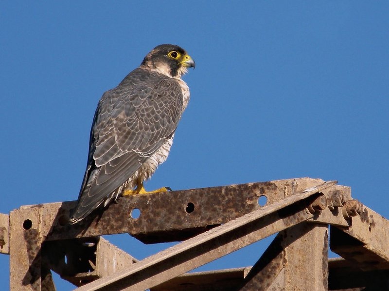 Barbary Falcon, -El Rubicón- plains, Lanzarote.jpg