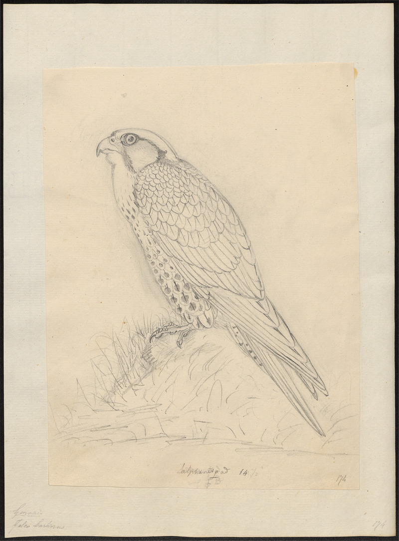 Falco barbarus - 1700-1880 - Print - Iconographia Zoologica - Special Collections University of Amsterdam - UBA01 IZ18200173.jpg
