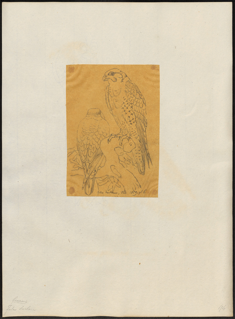 Falco barbarus - 1859 - Print - Iconographia Zoologica - Special Collections University of Amsterdam - UBA01 IZ18200171.jpg