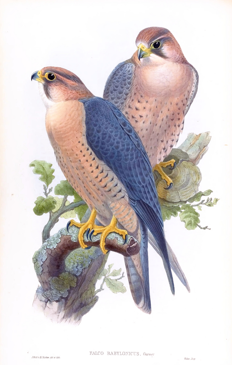 Falco Babylonicus Gould.jpg