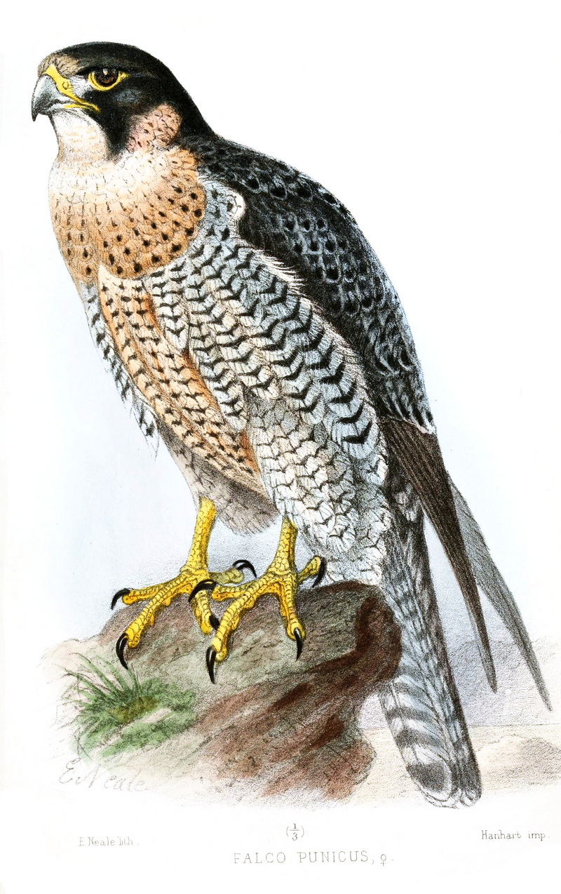 Falco Punicus Neale.jpg