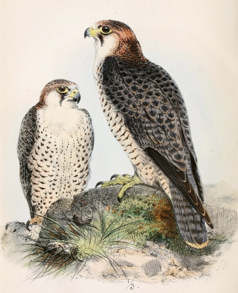 Falco pelegrinoides babylonicus 1861.jpg