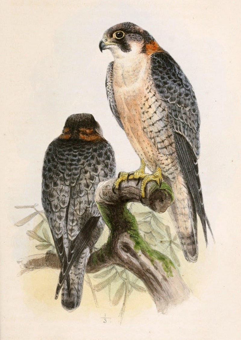Falco pelegrinoides 1859.jpg