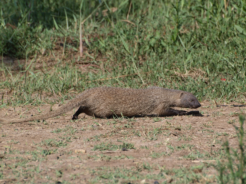 Herpestes ichneumon - Egyptian Mongoose.JPG